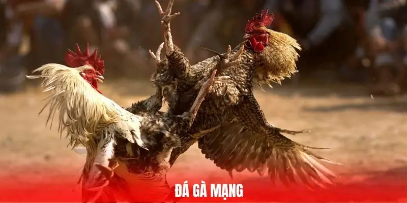 Đá gà mạng Ga6789