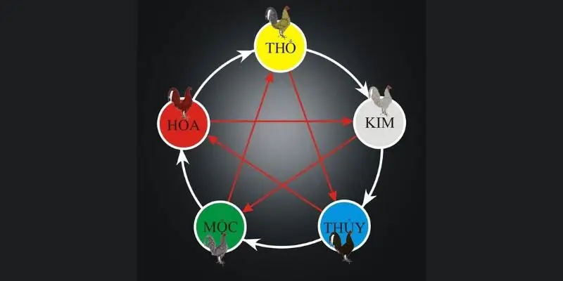 Cách Xem Màu Mạng Gà Đá Chuẩn Nhất 2025 Theo Phong Thuỷ 1 Màu Mạng Gà Đá được áp dụng nhiều khi cá cược tại Ga6789