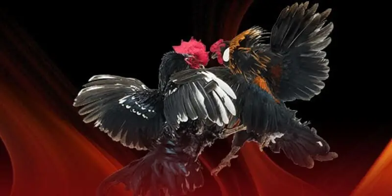 Trực tiếp đá gà Ga6789 đông đảo người chơi yêu thích