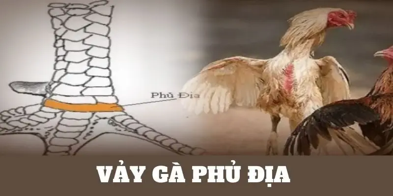 vảy gà Phủ Địa