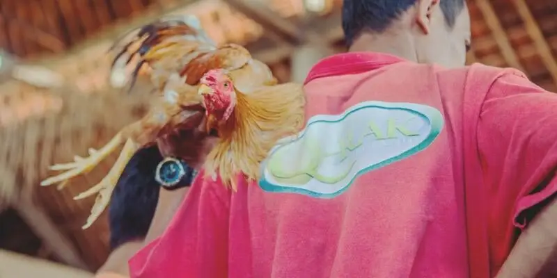 Cách Xem Màu Mạng Gà Đá Chuẩn Nhất 2025 Theo Phong Thuỷ 3 Xem Màu Mạng Gà Đá theo ngày